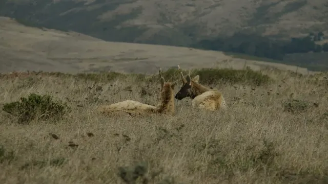 Two Tule Elk Resting in Dry Grass at Tomales Point
