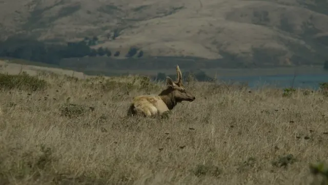 Peaceful Tule Elk Resting in Golden Field, Point Reyes Peninsula