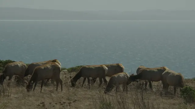 Tule Elk Herd Grazing on Coastal Hillside at Tomales Point