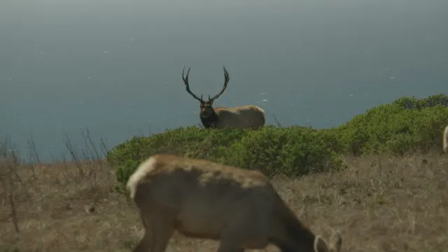 Tule Elk Bull and Herd Grazing on Coastal Hillside by Ocean