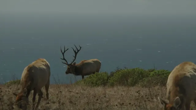 Tule Elk Herd Grazing on Coastal Hills of Tomales Point, California