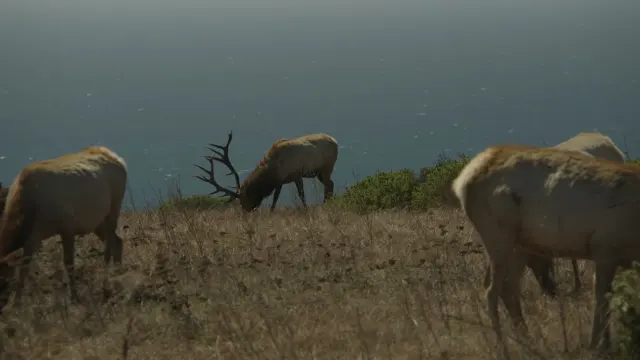 Tule Elk Herd Grazing on Coastal Hillside at Point Reyes Peninsula