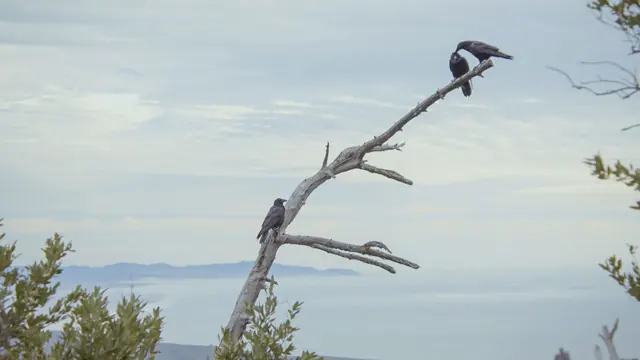 Crows Grooming on Mt Tamalpais East Peak, Mill Valley, CA