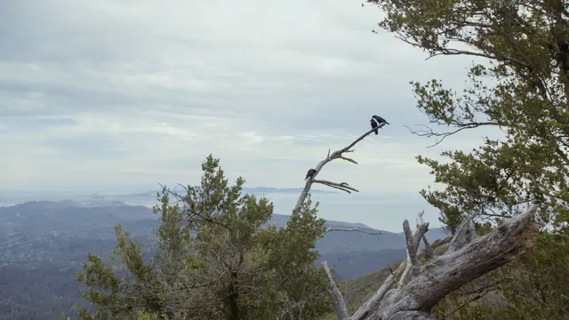 Crows Grooming on Mt Tamalpais East Peak with Panoramic Bay View