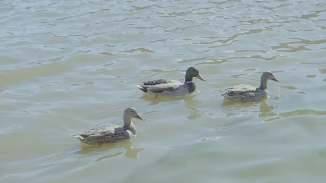 Male and Female Mallard Ducks Swimming in Big Bear Lake, California