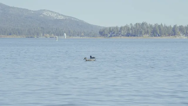 Wildlife on Big Bear Lake: Female Mallard & American Coot, November 2025