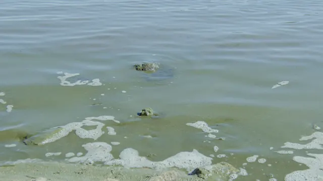 Blue-Green Algae on Big Bear Lake Shoreline, California - November 2025