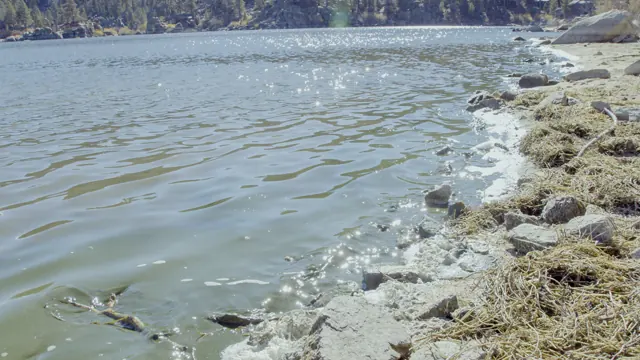Big Bear Lake Shoreline in California with Algae and Sunlight