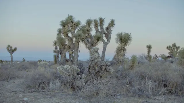Pinon Hills Desert Landscape: Joshua Trees and Cactus on Highway 138