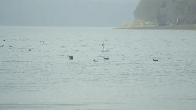 Misty Lake Yamanaka: Swan & Waterfowl at Hirano Beach, Japan