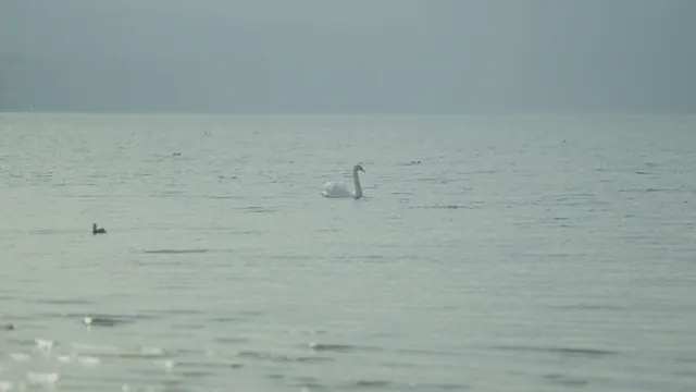 Graceful Swan on Lake Yamanaka, Japan - Hirano Beach Winter Scene