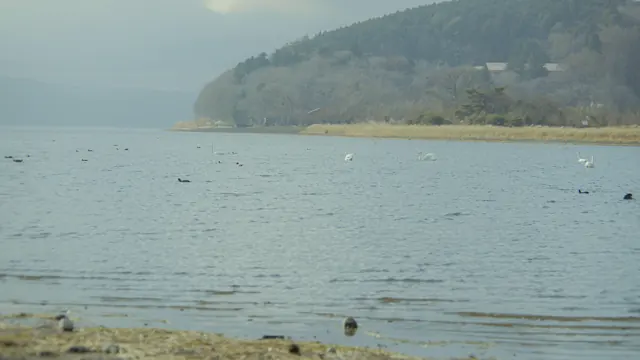 Winter Swans and Ducks at Hirano Beach, Lake Yamanaka, Japan
