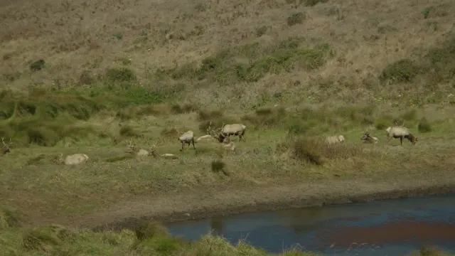 Tule Elk Digging Antlers in Ground at Tomales Point, California