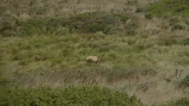 Tule Elk Grazing in Grassy Field at Tomales Point