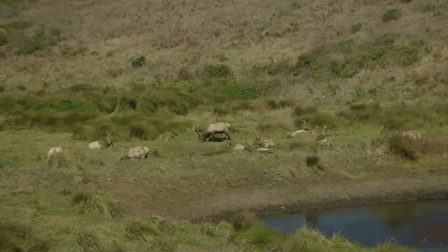 Wild Tule Elk Herd by Pond at Point Reyes Peninsula