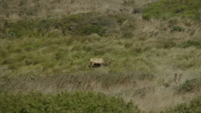 Tule Elk Grazing on Tomales Point, Point Reyes Peninsula
