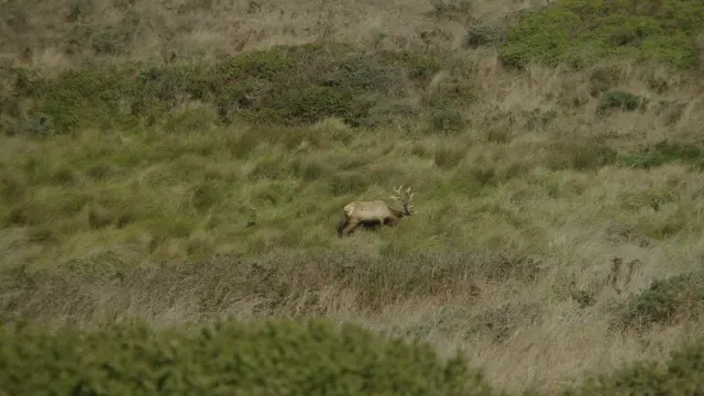 Bull Tule Elk Grazing in Grassy Field at Tomales Point, Point Reyes