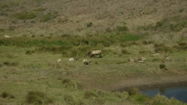 Tule Elk Herd Grazing and Resting at Tomales Point, California