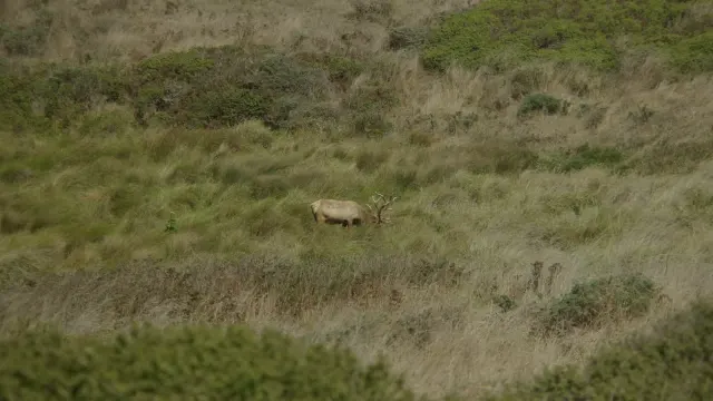 Majestic Tule Elk Grazing in Wild California Grasslands