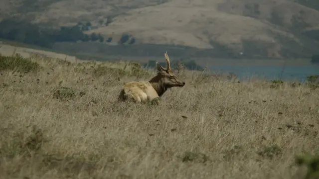 Tule Elk Resting in Dry Grassland with Bay in Background