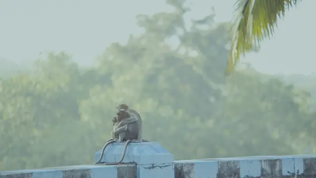 Bonnet Macaque Family Huddle at Pechiparai Dam, India