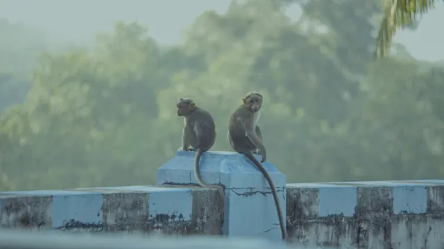 Bonnet Macaques at Pechiparai Dam, Tamil Nadu