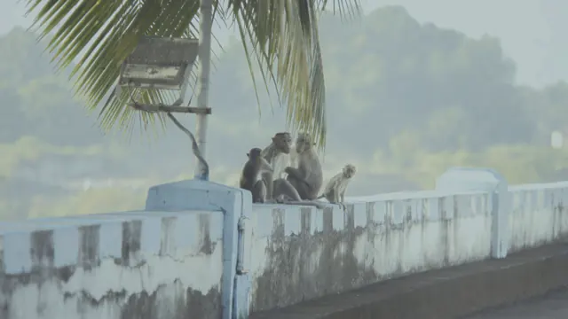 Bonnet Macaque Family at Pechiparai Dam, Tamil Nadu, India