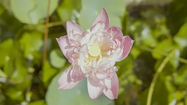 Full Bloom Pink Lotus at Hawa Beach, Kerala, India