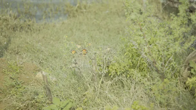 Vibrant Butterflies on Green Foliage in Koonthakulam, Tamil Nadu