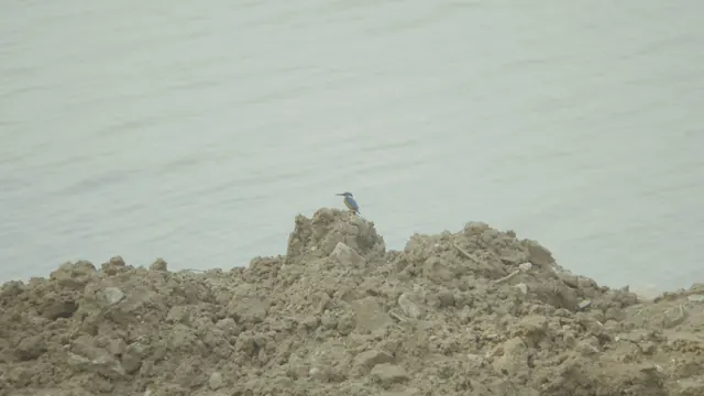 Kingfisher Perched on Mud Mound, Koonthakulam, Tamil Nadu