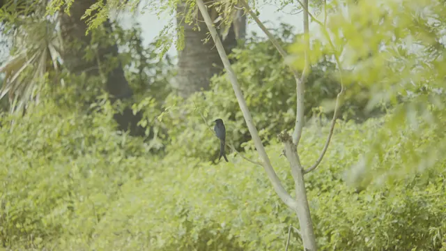 Black Drongo in Koonthakulam, Tamil Nadu - Wildlife Photography