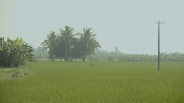 Koonthakulam Rice Paddy Field Landscape with Palms and Banana Plants
